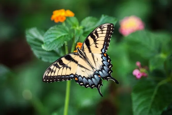 Mariposa 1 700x467 1